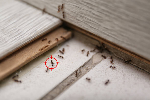 Best Ant Control Services  in Tell City, IN